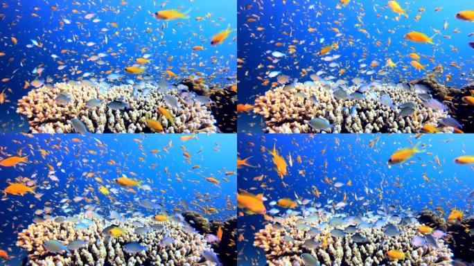 热带水下橙色鱼礁鱼儿水中游