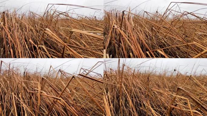 用广角镜头和特写镜头在干燥的海岸线草地内移动相机