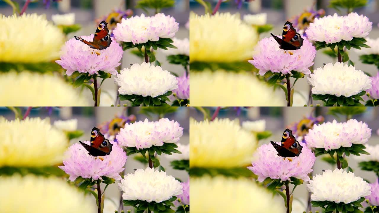 蝴蝶飞过粉红色的花园花朵
