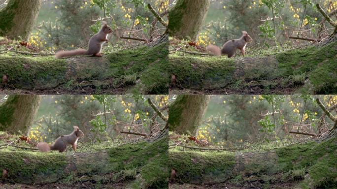 红松鼠站在树根上，然后在苏格兰林地逃跑