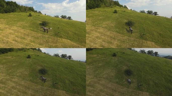 在山区景观背景下，在绿色草地上放牧的马的航拍视频。无人机的观点。