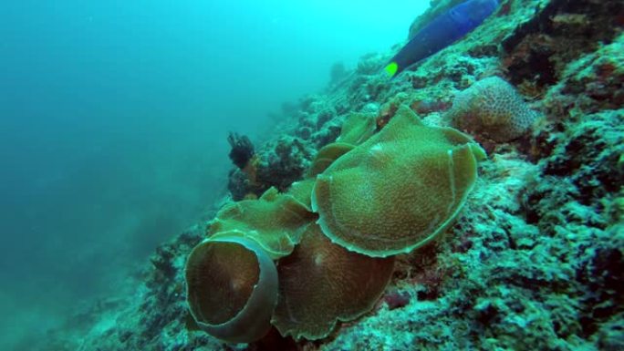 Amplexidiscus fenestrafer-圆盘海葵象耳海葵或巨型杯蘑菇珊瑚，印度洋，马尔代