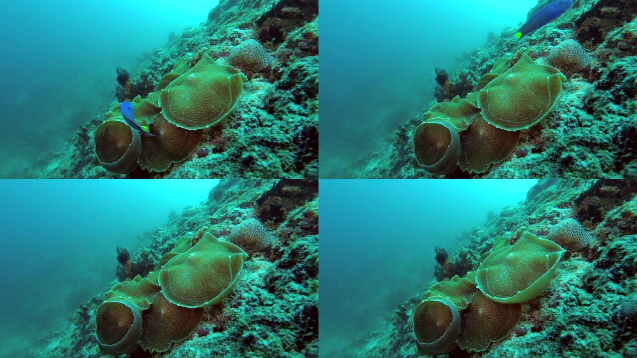 Amplexidiscus fenestrafer-圆盘海葵象耳海葵或巨型杯蘑菇珊瑚，印度洋，马尔代