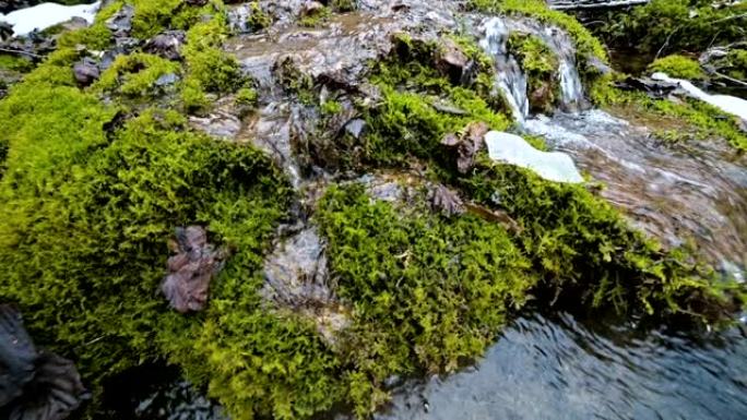 特写慢动作级联流被绿色和石化苔藓包围。山区水中矿物质含量高