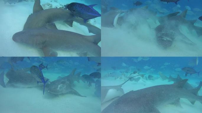 两只护士鲨在沙底上的蓝色水中游泳，黄褐色的护士鲨-Nebrius ferrugineus。印度洋、马