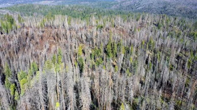 北加州烧毁了松树林地: 空中