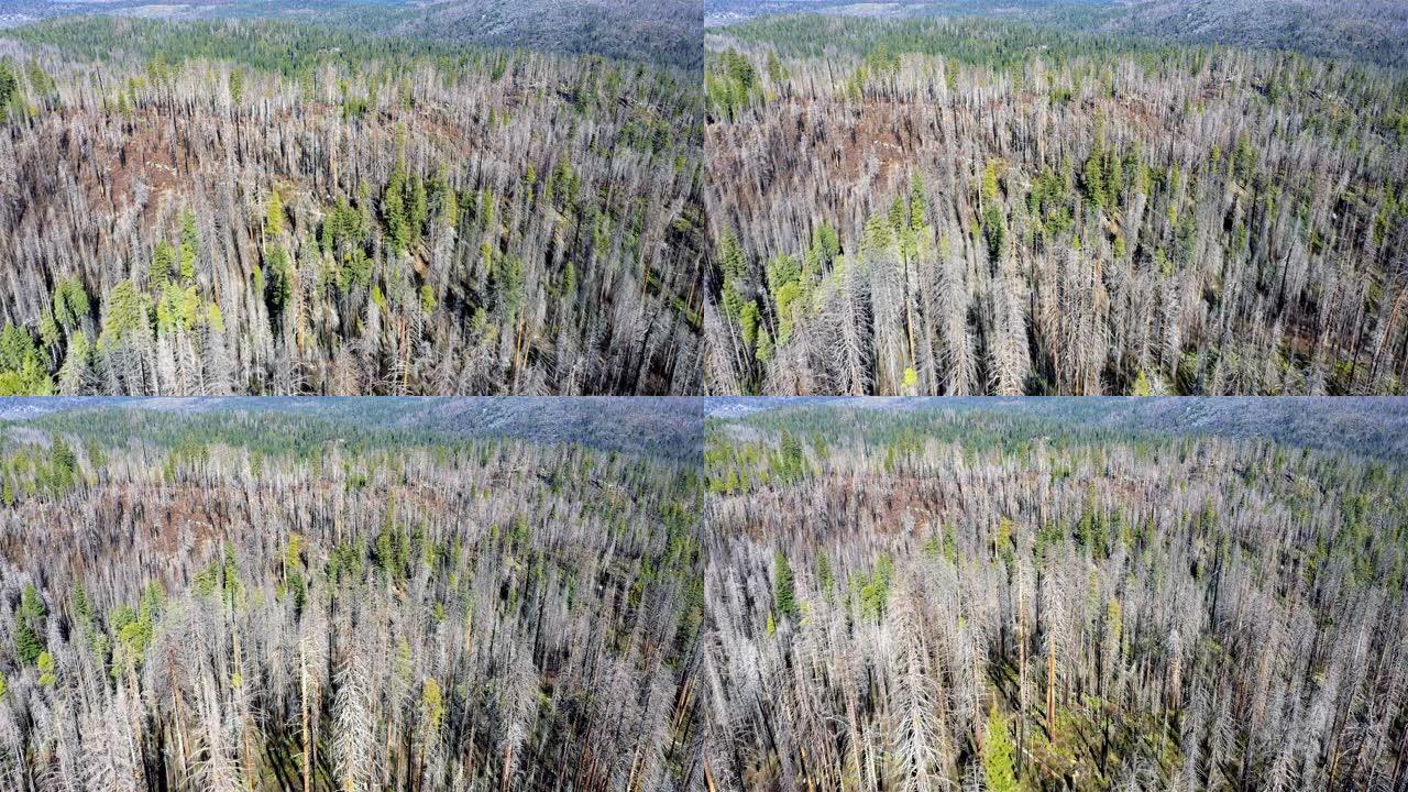 北加州烧毁了松树林地: 空中