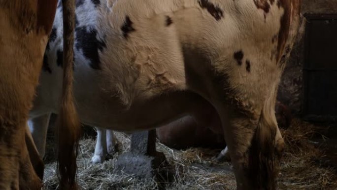 谷仓里的一组奶牛分解植物哑光视频的纤维素