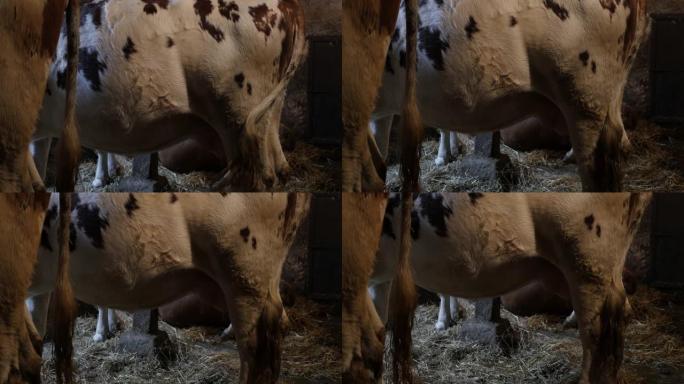 谷仓里的一组奶牛分解植物哑光视频的纤维素