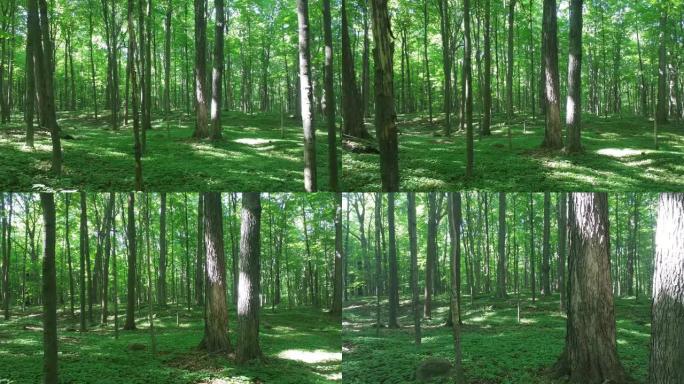 森林中万向架摄像机的一分钟序列扩展