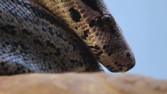 蟒蛇的特写毒蛇巨蟒危险