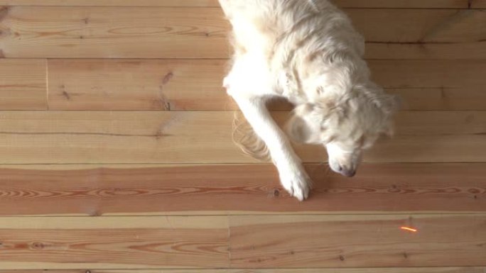 有趣的视频。大白狗正在玩激光笔。公寓地板上的俯视图。