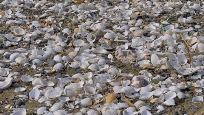 海岸线上破碎的白色贝壳的视图