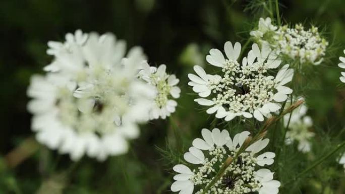 这种花有很多名字，例如; 在科学世界中，Achiellea Millefolium或Chervil花