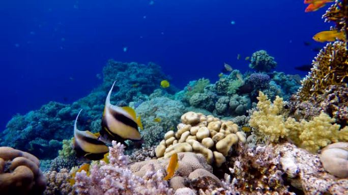 热带鱼和珊瑚礁。温暖的大海。潜水。