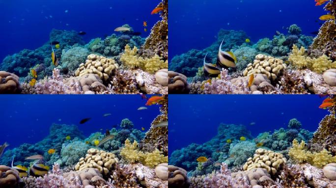 热带鱼和珊瑚礁。温暖的大海。潜水。