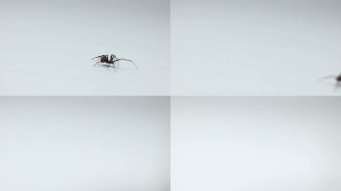 蜘蛛在白色背景上行走