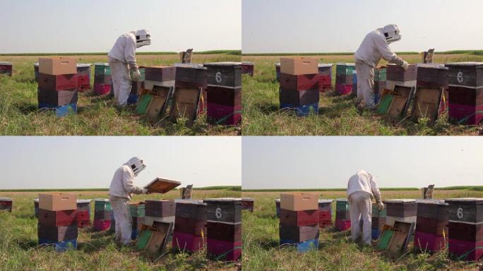 两个养蜂人，养蜂人正在收获蜂蜜，年份。
