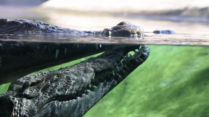 两条尼罗河鳄鱼 (Crocodylus niloticus)，原产于非洲淡水栖息地的大型鳄鱼，漂浮在