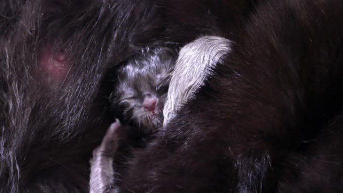 新生的苏格兰折叠小猫为哺乳而战