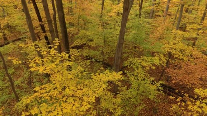 秋天，无人机向前和向上移动，在森林中显示出令人惊叹的色彩