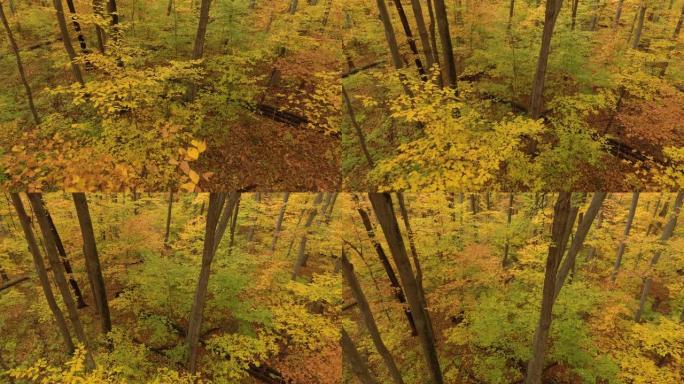 秋天，无人机向前和向上移动，在森林中显示出令人惊叹的色彩