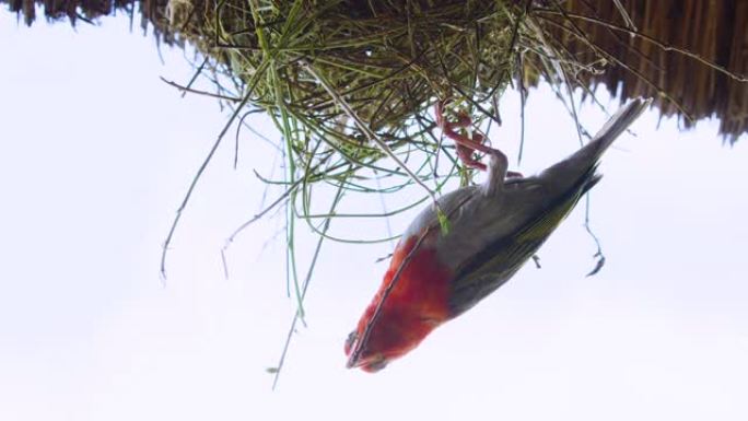红头织布工筑巢的CU。非洲野生动物园。