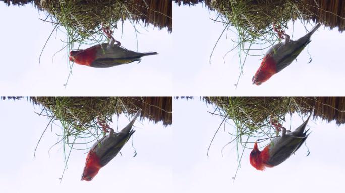 红头织布工筑巢的CU。非洲野生动物园。
