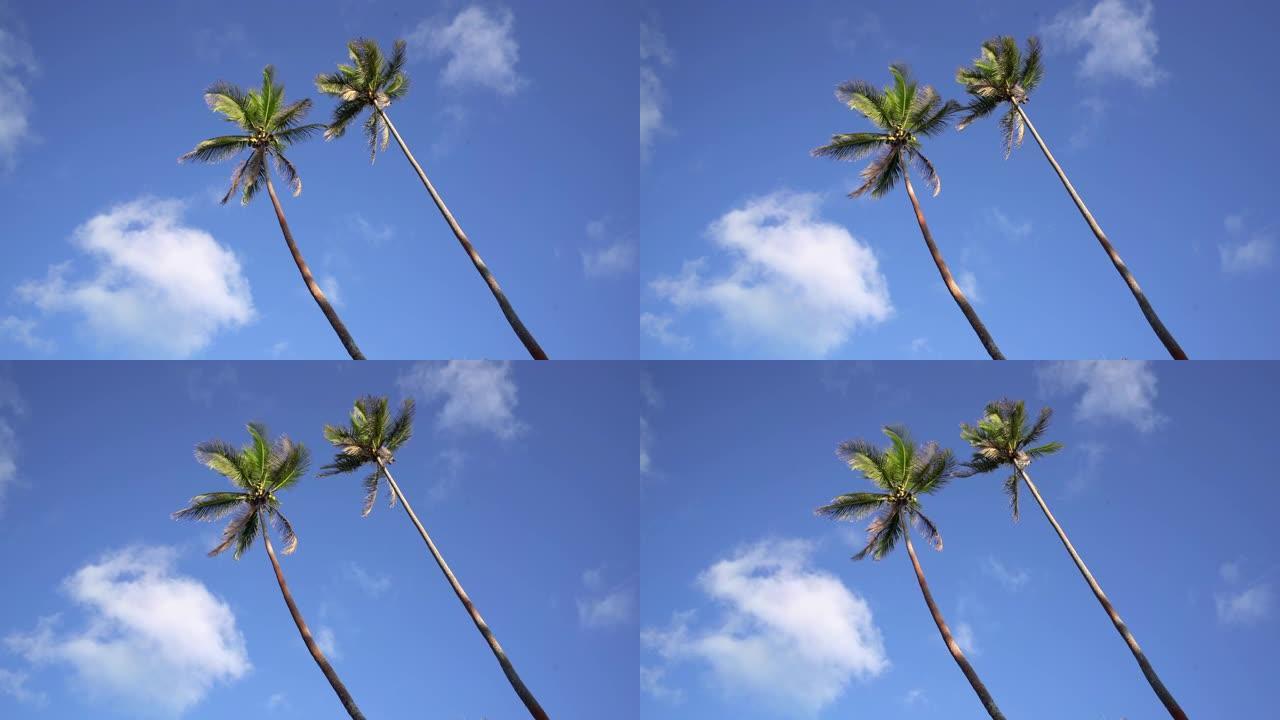 棕榈树逆风夏日天空4k视频