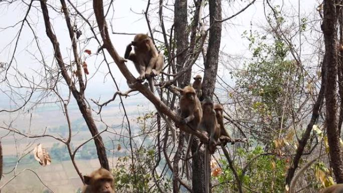 树上的猴子树上的猴子一群猴子野生动物