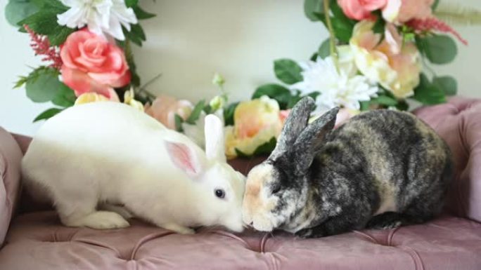 春天，两只兔子在室内并排进食