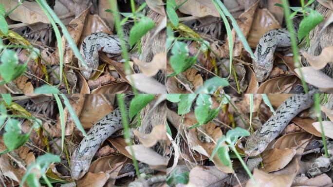 带状的kukri蛇藏在土地上的棕色干叶下