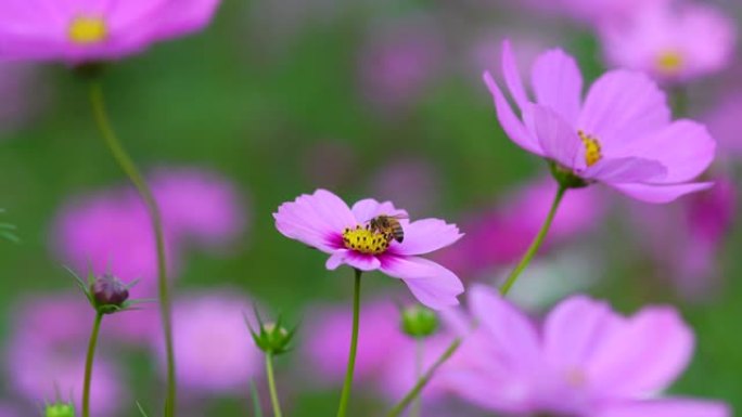 花上的蜜蜂美景花草视频素材风光景色