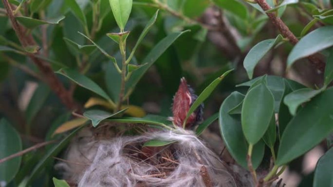 幼鸟在巢中呼唤蠕虫或食物