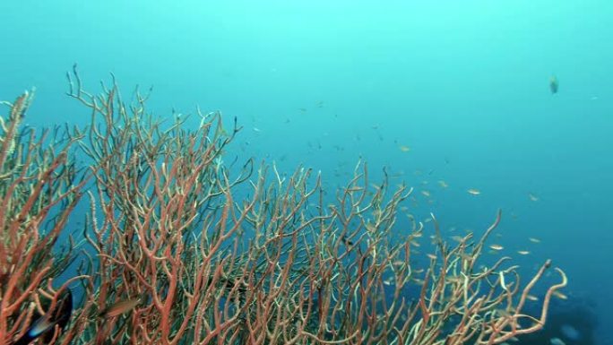 大自然中的美丽水下珊瑚礁与热带鱼合作