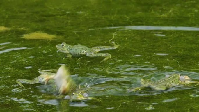 水蛙在克罗地亚的一个池塘里呼唤