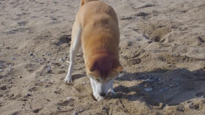 一个坐在沙滩上的男孩和他的狗说话，而宠物在嘴里挂着一块石头。巴塞罗那海滩
