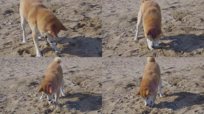 一个坐在沙滩上的男孩和他的狗说话，而宠物在嘴里挂着一块石头。巴塞罗那海滩