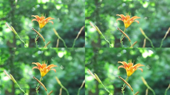 自然背景上的橙花百合。钟形在下部，橙色的花，橙色的火lilyilium bulbiferum