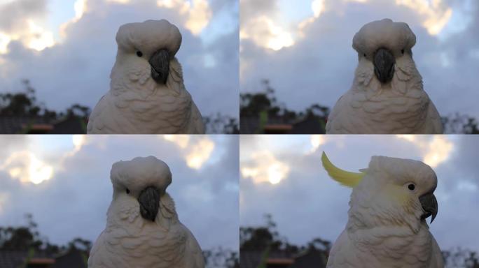 雄性凤头鹦鹉白色鹦鹉栖息在粉红色的天空云彩阳光鸟日出美丽的早晨黄金海岸澳大利亚