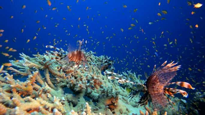 水下热带礁狮子鱼狮子鱼群海洋大海野生动物