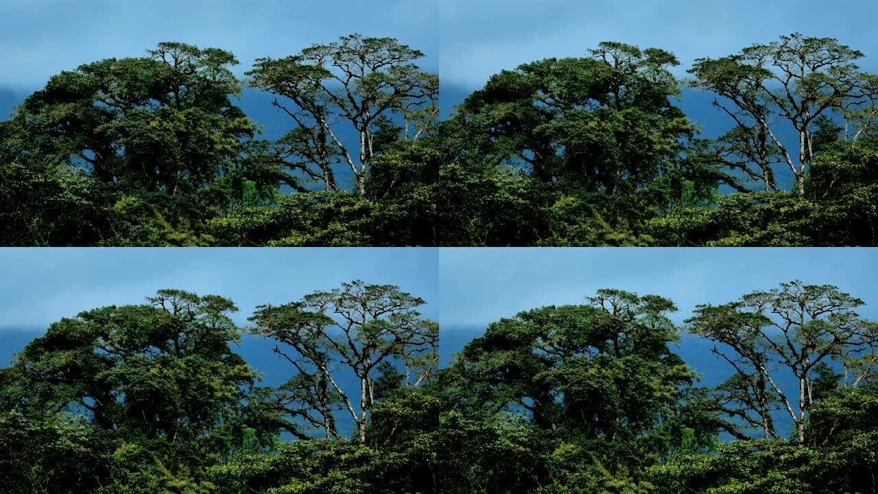 哥斯达黎加雨林树冠