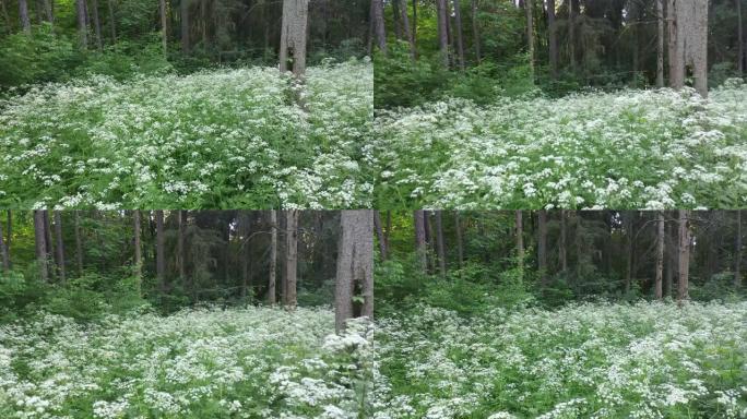 在steadicam上拍摄的白色花丛田野，里面藏着鸟