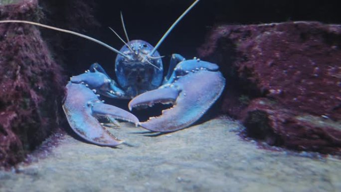 蓝色龙虾的特写海鲜蓝色龙虾