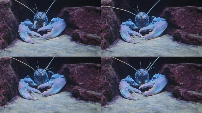蓝色龙虾的特写海鲜蓝色龙虾