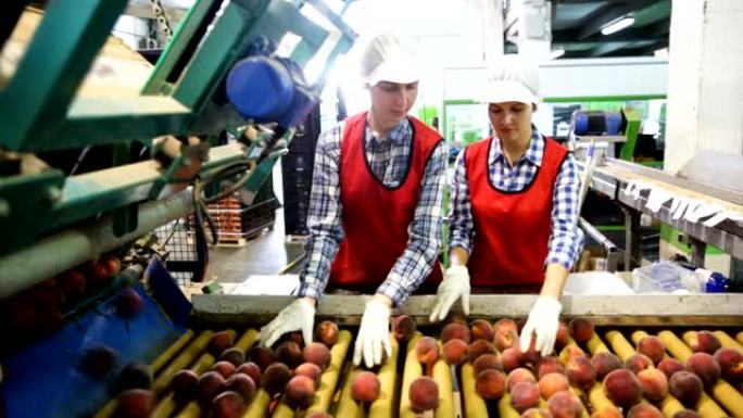 在生产分级线上统一分拣新鲜成熟桃子的女员工