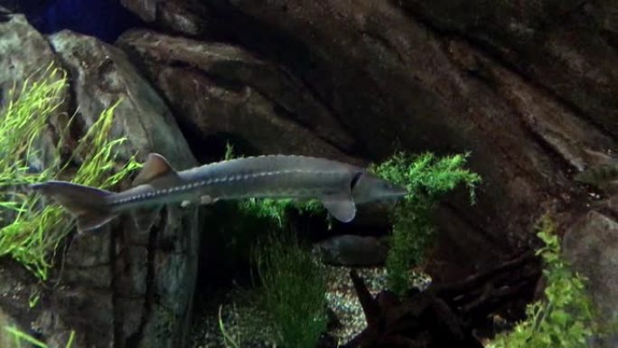 Acipenser是水族馆4 k中的st鱼属
