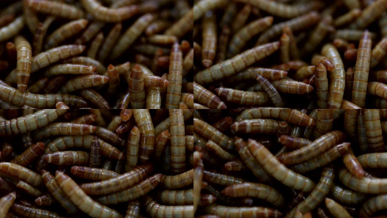 实验室中粉虫幼虫的特写背景。