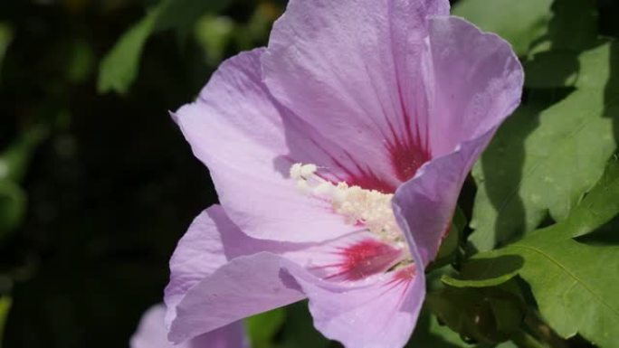 隐藏在灌木4K中的莎朗锦葵科植物的粉红色普通玫瑰