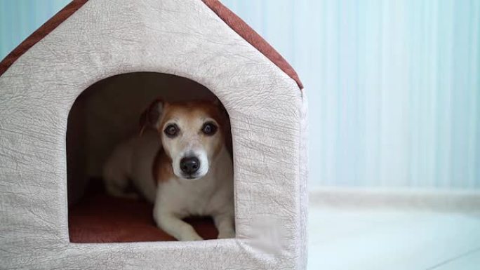 狗躺在宠物屋里。狗躺在宠物屋里